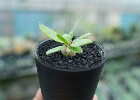 パキポディウム　恵比寿笑い　Pachypodium brevicaule　No.2