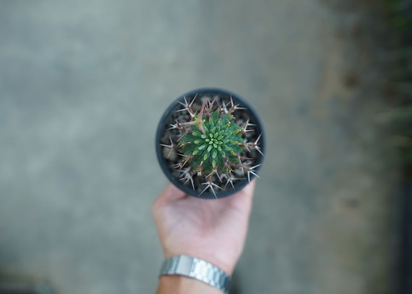 ユーフォルビア 群星冠 Euphorbia stellispina | mana's farm