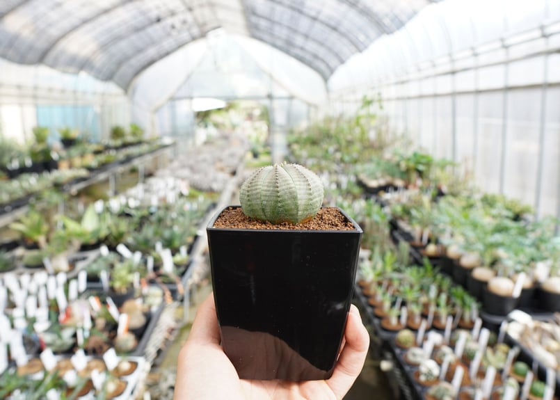 ユーフォルビア オベサ | mana's farm:塊根植物・アガベ・ドライ