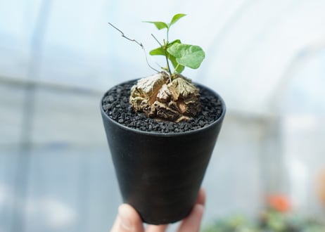 亀甲竜　Dioscorea elephantipes　No.1