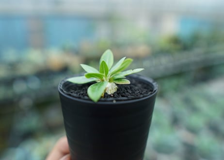 パキポディウム　恵比寿笑い　Pachypodium brevicaule　No.4
