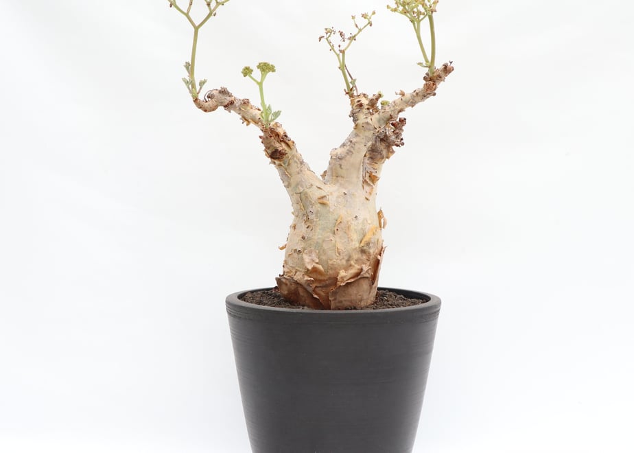 5c9f3a71a71db735b34bd7af