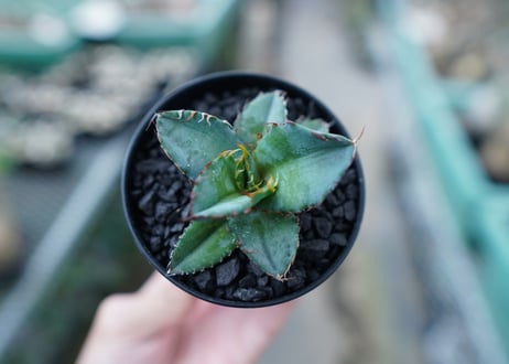 アガベ　チタノタ　 ブラックアンドブルー 　Agave titanota black and blue　No.7