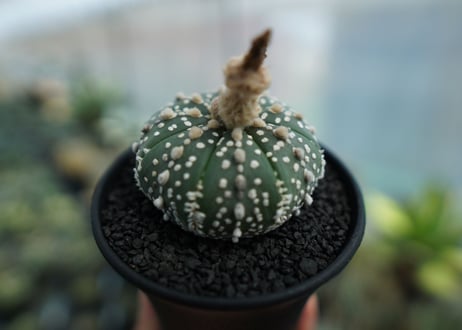 アストロフィツム　スーパー兜 Astrophytum asterias 'Super Kabuto' No.4