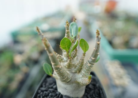 アデニウム　Adenium　No.4