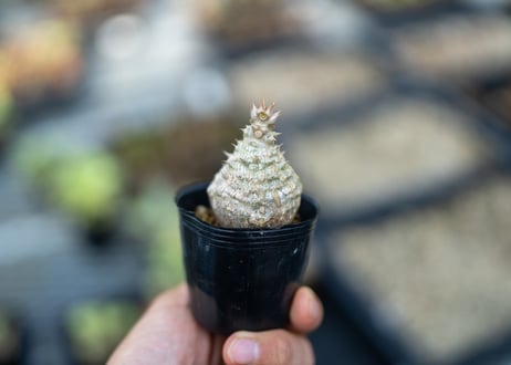 CATEGORY mana's farmの商品ページ | mana's farm:塊根植物・ア