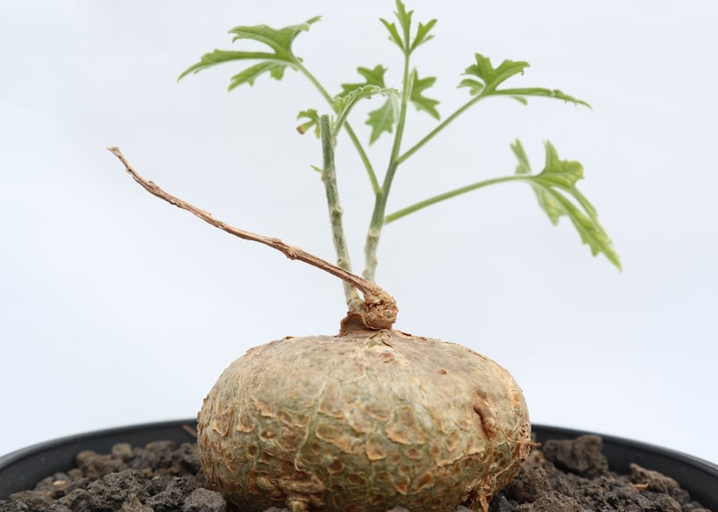 ジゴシキオス プベスセンス | mana 