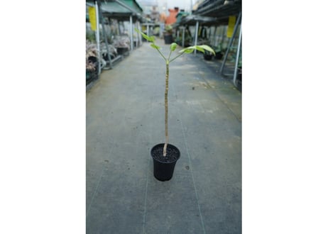 ランネア　パルヴィフォリア　Lannea parvifolia