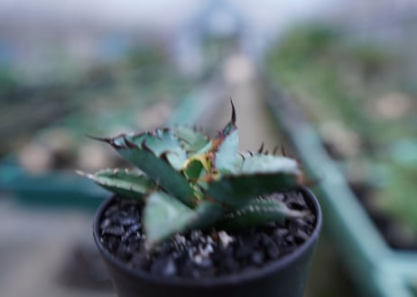 アガベ　チタノタ　 ブラックアンドブルー 　Agave titanota black and blue　No.5