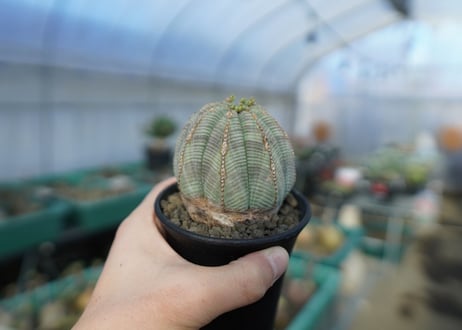 ユーフォルビア　オベサ　Euphorbia obesa  E3