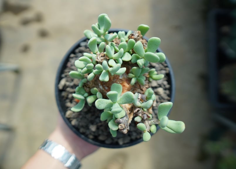 ケラリア ピグマエア Ceraria pygmaea No.5 | mana's farm: