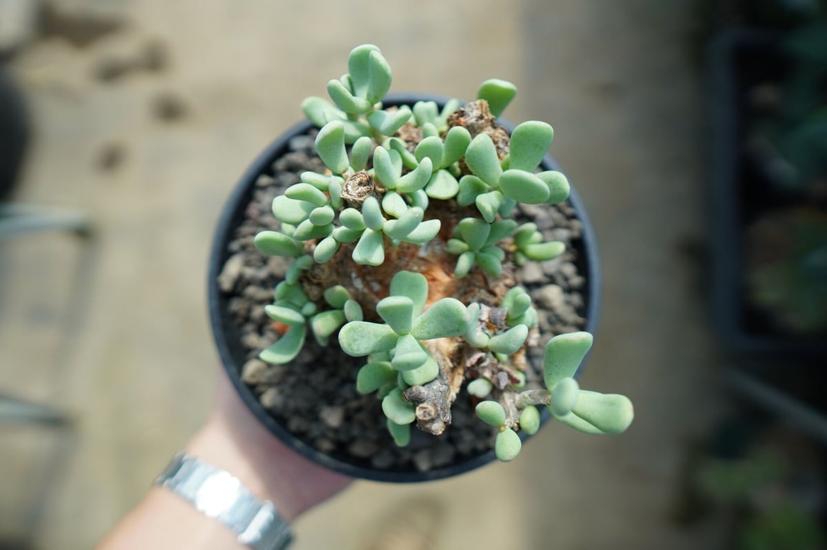 ケラリア ピグマエア Ceraria pygmaea No.5 | mana's farm: