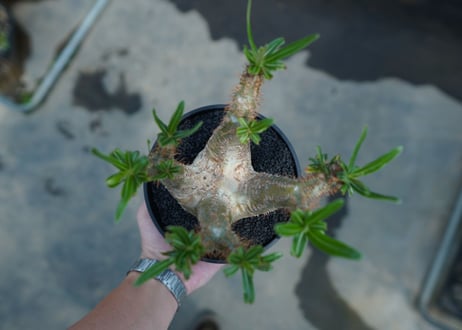 パキポディウム　グラキリス　Pachypodium  Gracilius No.6
