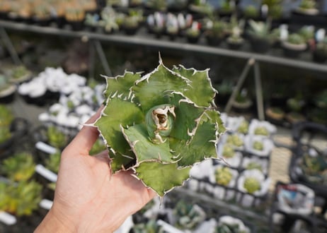 agave titanota ソーラーエクリプス　solareclipse　No.1
