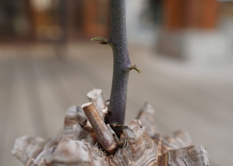亀甲竜　Dioscorea elephantipes
