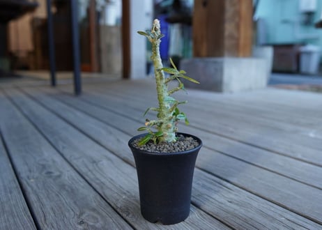 ドルステニア　ギガス　Dorstenia gigas