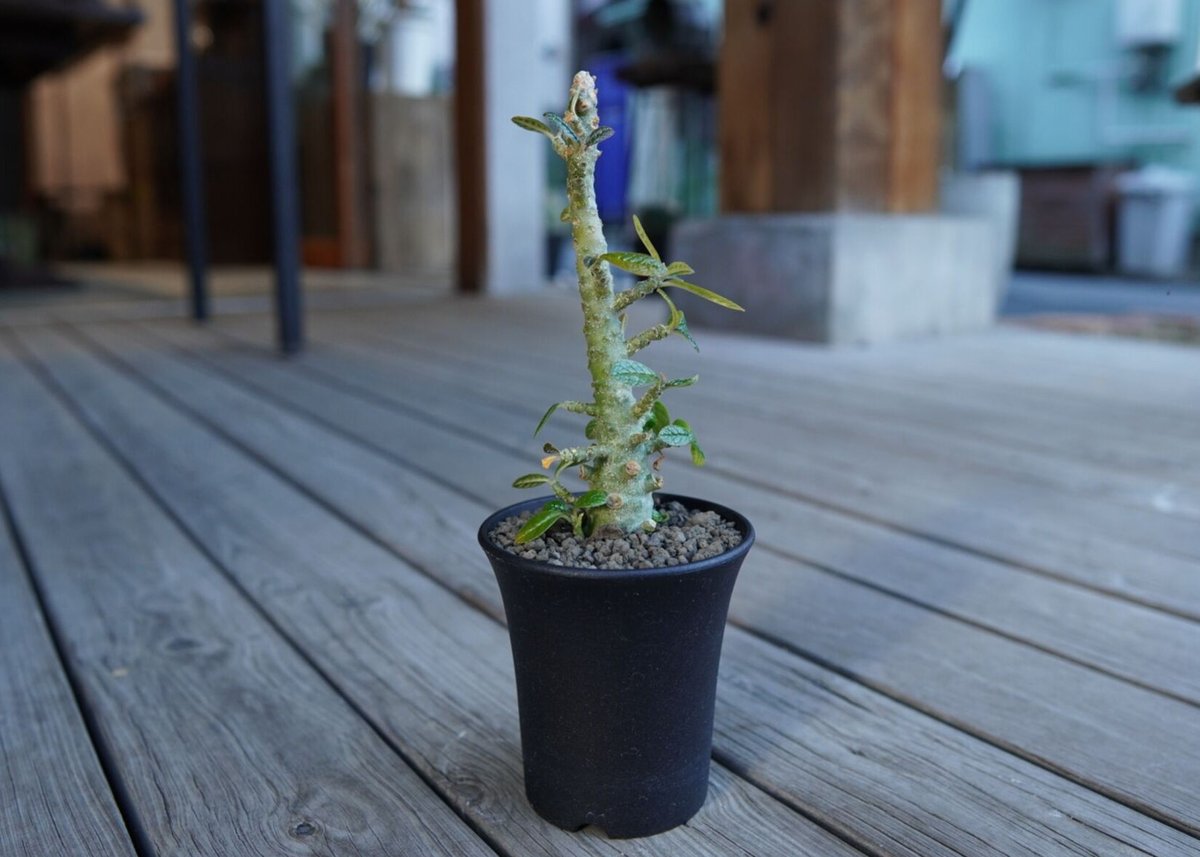 ドルステニア ギガス Dorstenia gigas | mana's farm:塊根植物・ア