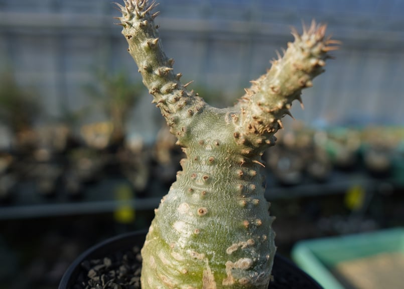 パキポディウム マカイエンセ Pachypodium makayense No.2 | man