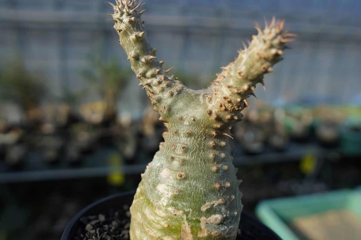 パキポディウム マカイエンセ 扁平 No.2 パキポディウム