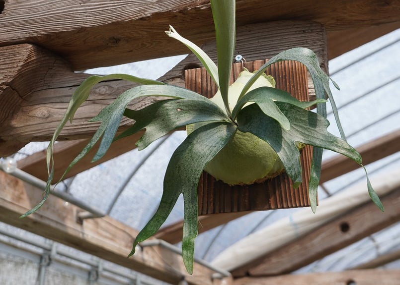 ビカクシダ P. bifurcatum sp.white (TC) | mana's far
