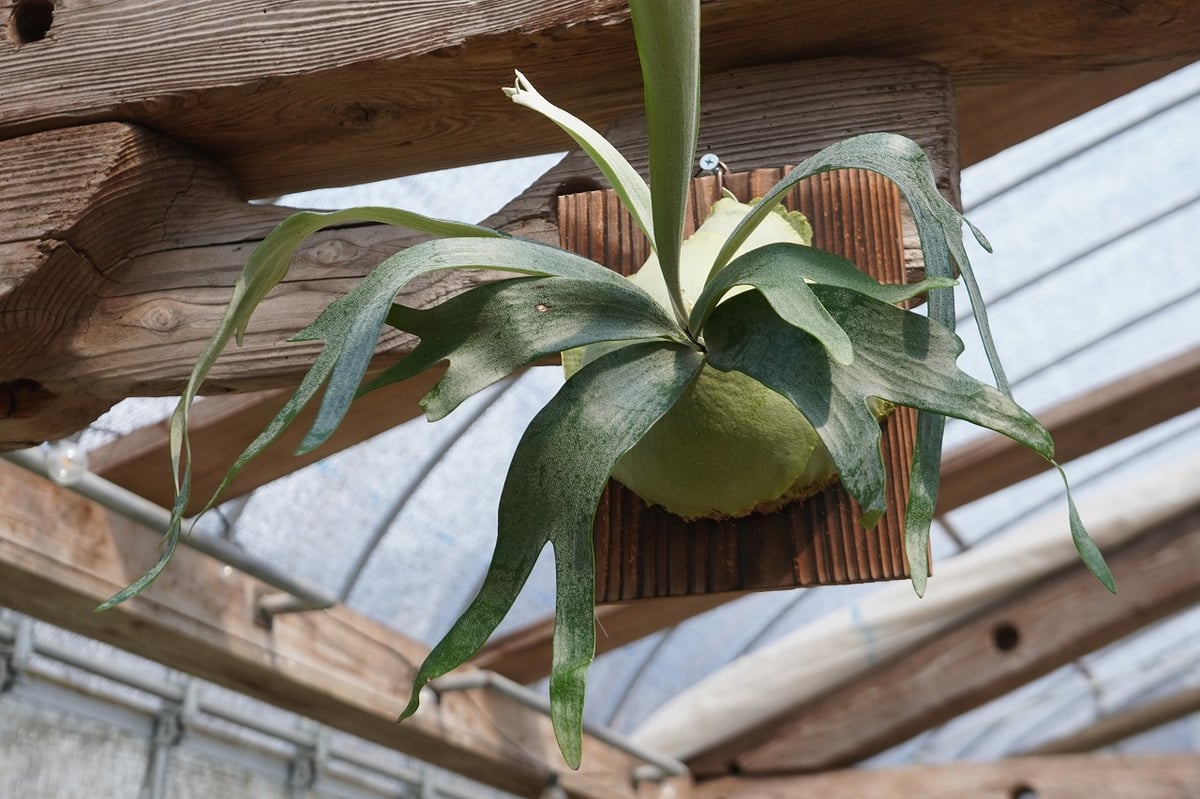 ビカクシダ　P.bifurcatum old type 　希少株　株分け品 ビカクシダ P. bifurcatum sp.white (TC) | mana's far