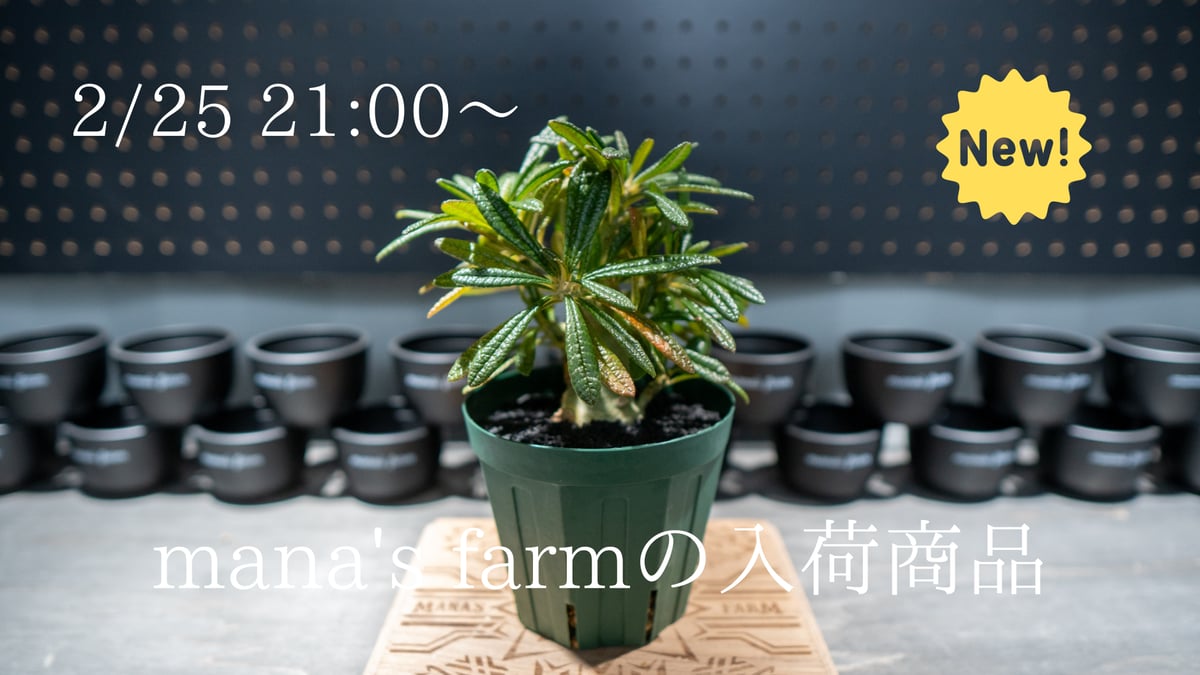 沖縄実生株やオススメアガベ販売をアップします。 | mana's farm:塊根