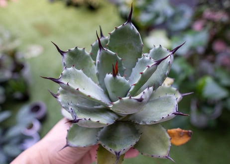potatorum x macroacantha mini  NO.4