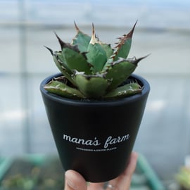 人気のアガベを大株から子株まで多数アップします。 | mana's 人気のアガベを大株から子株まで多数アップします。 | mana's
