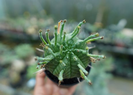 ユーフォルビア　バリダ　Euphorbia valida　No.7