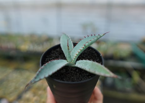 アガベ　屈原の舞扇 Agave 'Kutsugen no Maiougi'