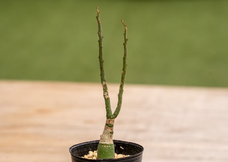 アデニア　グラウカ