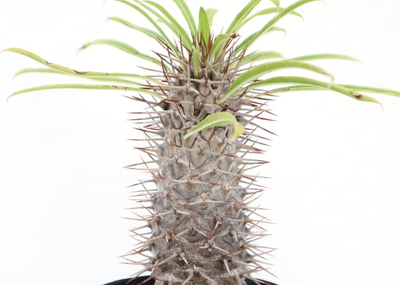 パキポディウム　ラメリー　抜き苗　塊根植物　ドライガーデン　アガベ　ユッカ パキポディウム ラメリー 抜き苗 塊根植物 ドライガーデン アガベ ユッカ