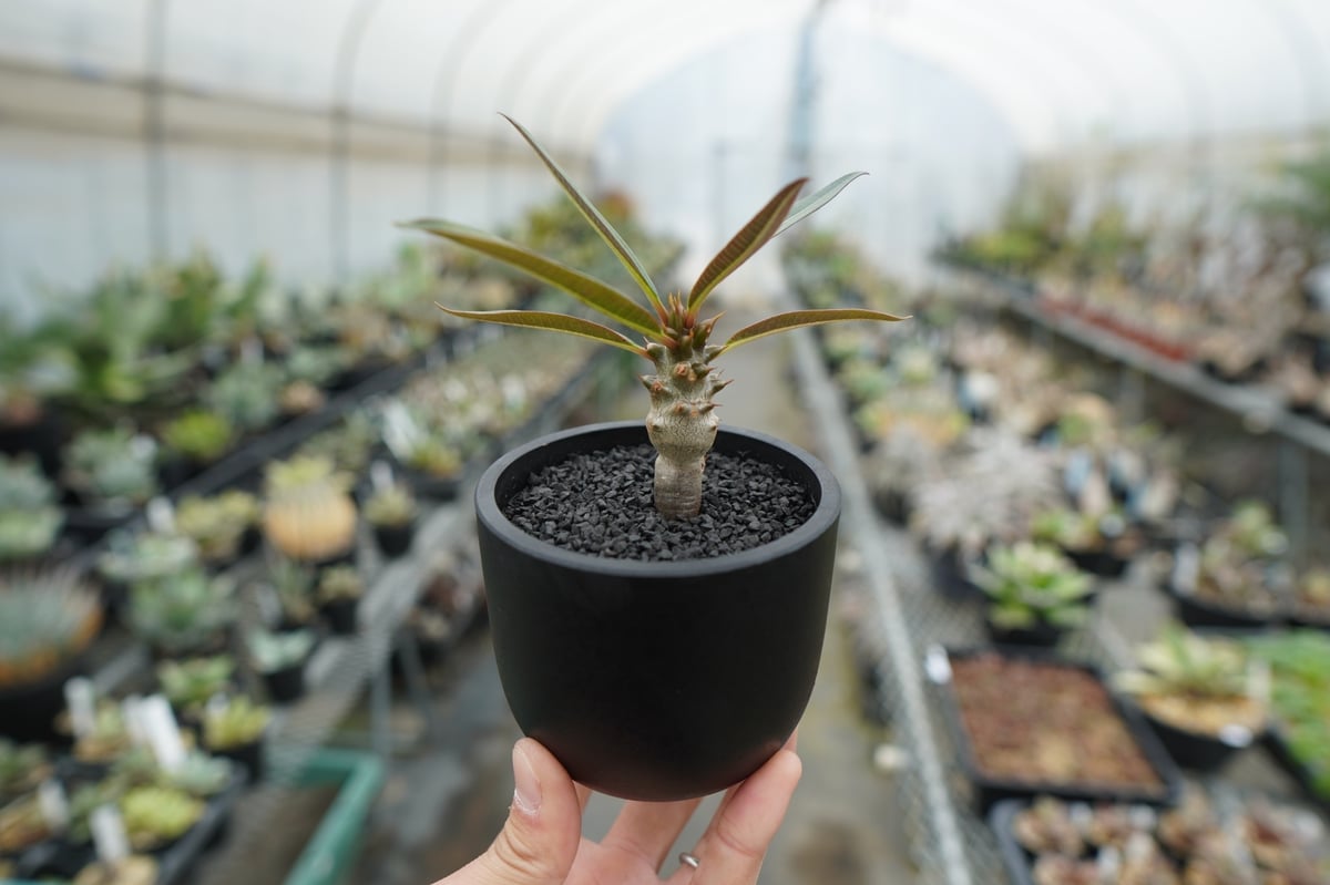 パキポディウム バロニー Pachypodium baronii | mana's farm: