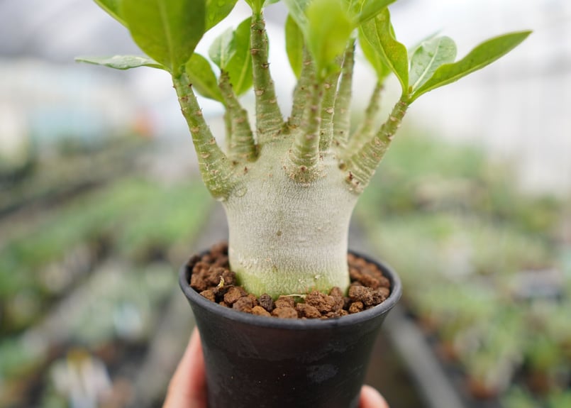 まるでご神木！】アデニウム スーパードワーフ タイ実生《2