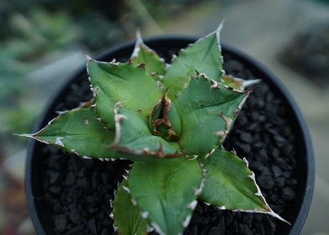 アガベ　チタノタ 　Agave titanota　No.6