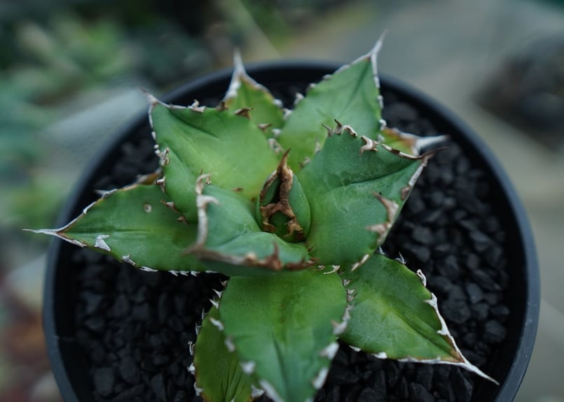 アガベ チタノタ Agave titanota No.6 | mana's farm:塊根植