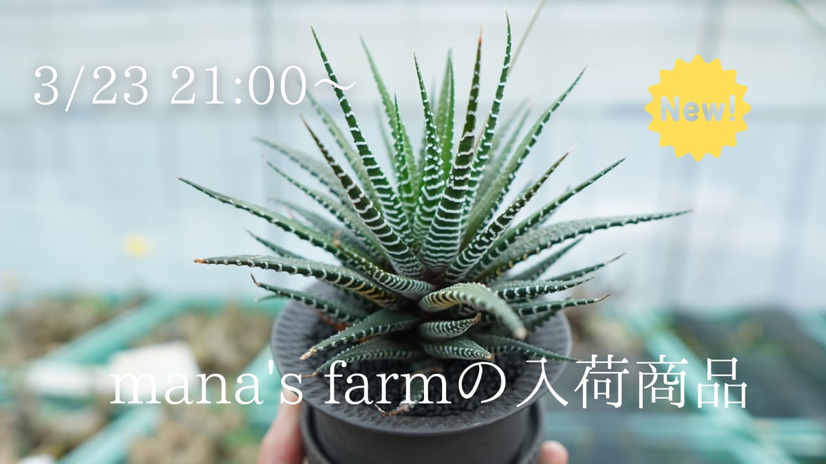 ハオルチア・アロエなど多肉植物を多数アップします！ | mana's farm