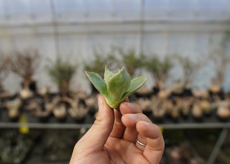 アガベ　ポタトラム　トレードウィンズ　Agave potatorum Tradewinds No.3