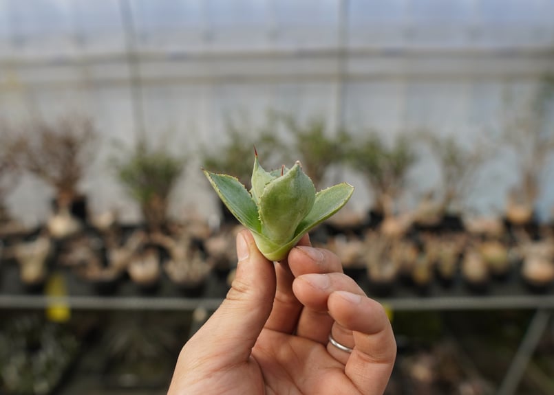 アガベ ポタトラム トレードウィンズ Agave potatorum Tradewinds N