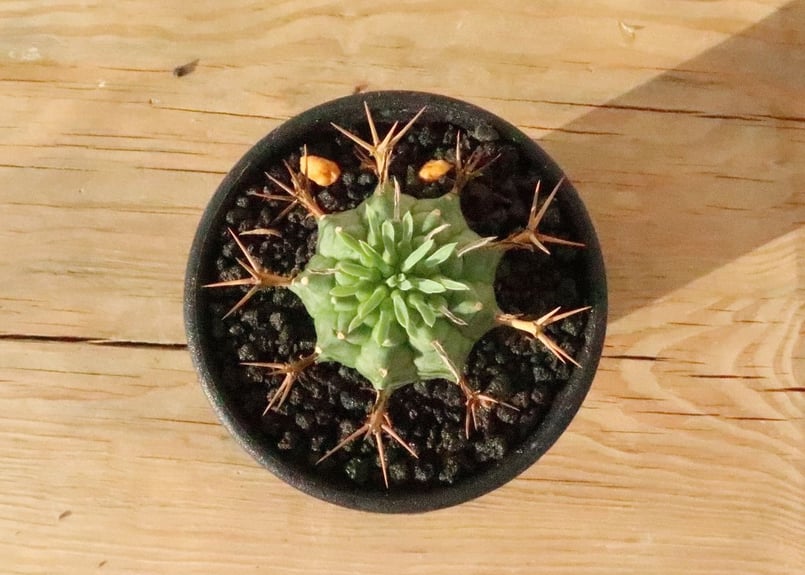 ユーフォルビア 群星冠 | mana's farm:塊根植物・アガベ・ドライ