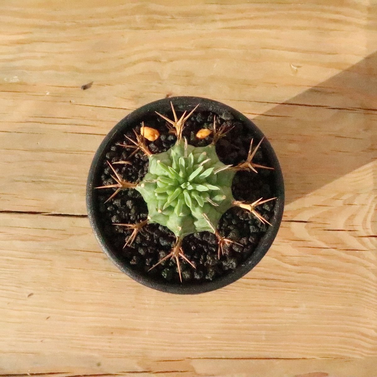 ユーフォルビア 群星冠 | mana's farm:塊根植物・アガベ・ドライ