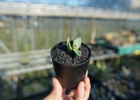 アガベ　ホリダ×パラサナ　agave horrida×parasana