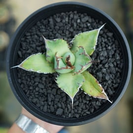 『初老連合』黒鯨3   確認用 アガベ 黒鯨のニセモノに注意！購入時に見分けるポイント | トゲラボ