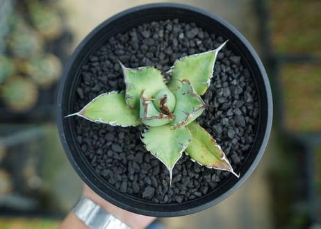 アガベ　チタノタ　黒鯨　Agave titanota black whales　No.5