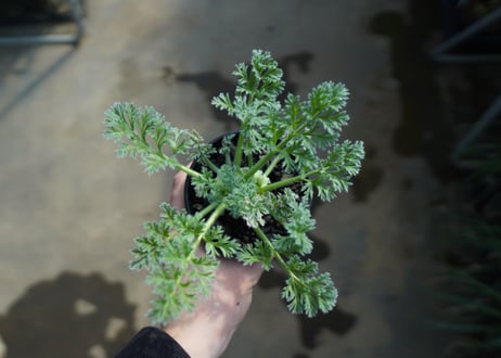ペラルゴニウム　アッペンディクラツム　Pelargonium appendiculatum　C15