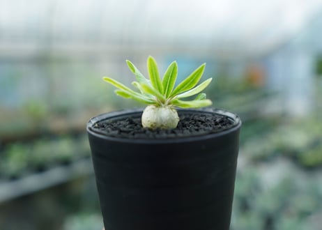 パキポディウム　恵比寿笑い　Pachypodium brevicaule　No.9