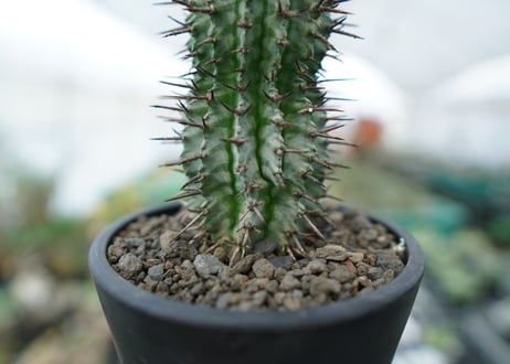 ユーフォルビア　ゼブラホリダ　Euphorbia horrida var. zebrina