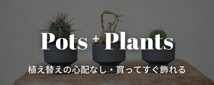 ソウラボx マナズファーム Kabusemono アガベ 4周年 限定品 ソウラボx マナズファーム Kabusemono アガベ 4周年 限定品