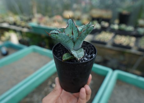 アガベ　チタノタ　 ブラックアンドブルー 　Agave titanota black and blue　No.10