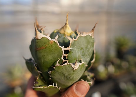 agave titanota 白鯨　 NO.1